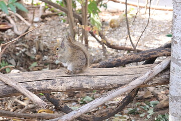 飼育された1匹のリスのアップ