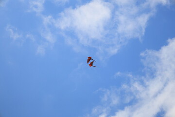 大空を飛ぶ赤い鳥のコンゴウインコ