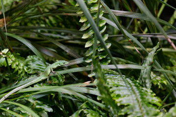 草が生い茂った場所で暮らす一匹の緑色のミヤコカナヘビ