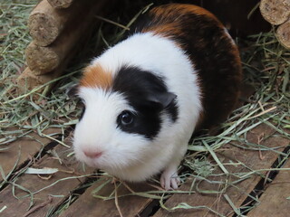 飼育されたモルモットのアップ