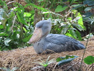 1羽の灰色の鳥のハシビロコウ