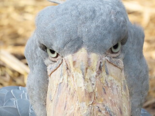 1羽の灰色の鳥のハシビロコウ