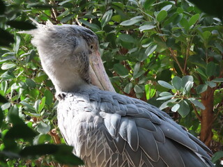 1羽の灰色の鳥のハシビロコウ