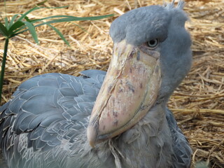 1羽の灰色の鳥のハシビロコウ