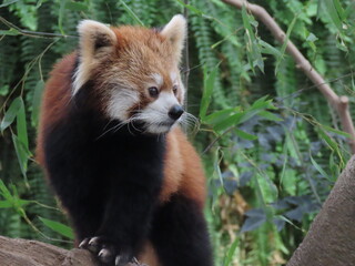1匹のレッサーパンダのアップ
