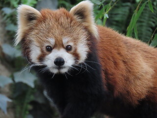 1匹のレッサーパンダのアップ
