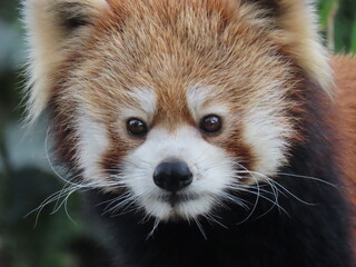 1匹のレッサーパンダのアップ