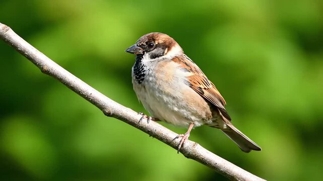 Detailed close-up of a male House Sparrow (Passer domesticus) perched on a dry branch, looking left, with beautiful bokeh of bright green foliage in the sunny natural environment.
