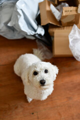 Obraz premium Vertical shot of a white Bichon Frise dog sitting on a wooden floor in front of a pile of used cardboard boxes and plastic shipping mailers.