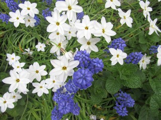 ハナニラとムスカリの花