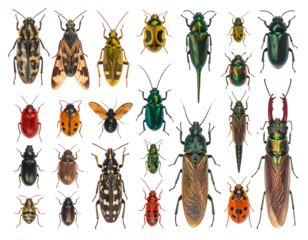 A composite of various vibrantly colored beetles, showcasing intricate patterns and diverse shapes against a black background