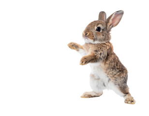 A cute, brown bunny stands upright, looking alert. The animal is isolated against a stark black background