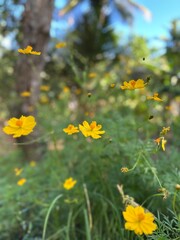 Fototapeta premium Beautiful yellow cosmos flowers blooming in a sunny summer garden