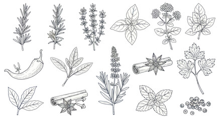 Hand drawn collection of culinary herbs and spices in outline style. © A B I G A I L