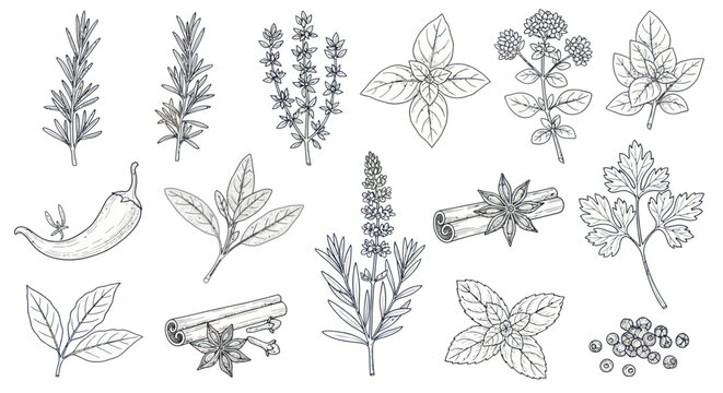 Hand drawn collection of culinary herbs and spices in outline style.