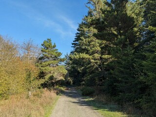 Fototapeta premium Wide gravel path for vehicles leads toward dense forest, bordered by tall brown grass and green trees under blue skies, inviting travel, exploration, and quiet outdoor adventure.