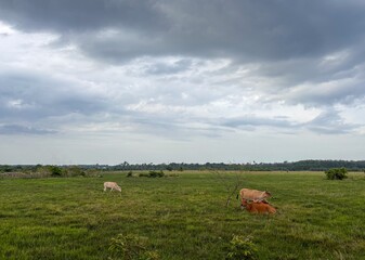 Cows Grazing on Green Pasture Under Dramatic Cloudy Sky