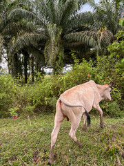 Cow Walking in Rural Farm Area with Palm Trees Background