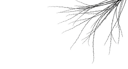 Fototapeta premium Delicate, bare weeping willow tree branches with nascent buds and fine textures, extending from top right on a transparent background with copy space, high-key black and white studio shot. Concept of