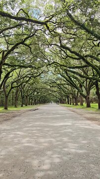  Spanish Moss Hanging from Southern Trees on a Sunny Day. Picturesque beautiful alley