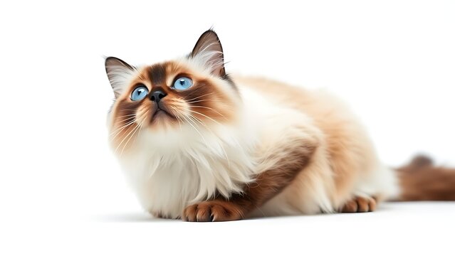 A Birman cat with striking blue eyes sits gracefully on a white background, its fur detailed and pristine.