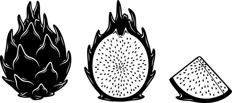 Dragon fruit vector  icon, black and white tropical food  Engraved summer dragonfruit
