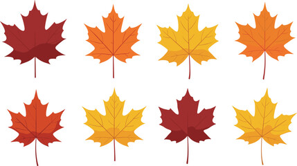 Obraz premium Autumn maple leaves collection colorful fall foliage vector illustration set seasonal nature design isolated on white background