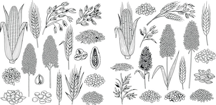 Handdrawn set of various crops in a simple line art style illustration, format
