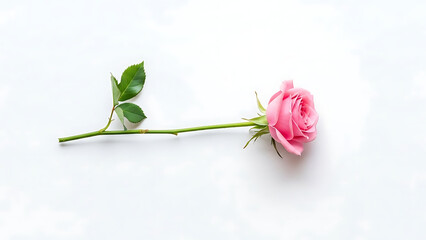 Single Pink Rose with Green Stem Leaves.