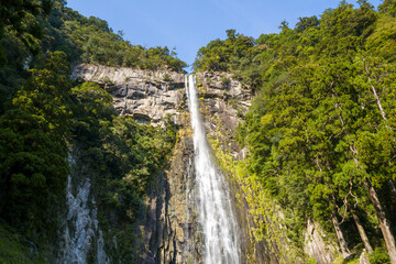 Naklejka premium A tall, narrow waterfall streams down a steep stone cliff surrounded by dense green forest in bright daylight at Nachi Falls, Wakayama, Japan. The sunlight highlights the textures of the rock and