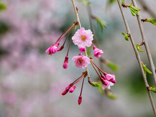 春の訪れを少し早く感じるシダレザクラ
