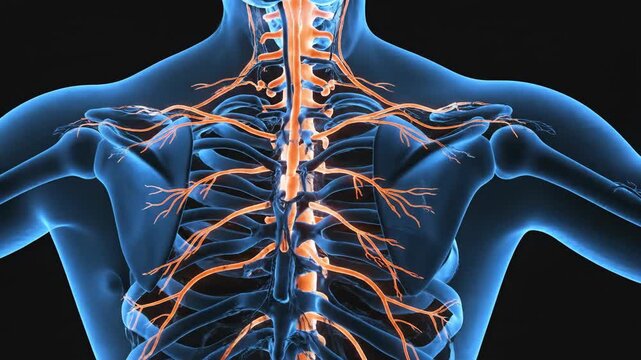 Medical illustration of human anatomy with nervous system