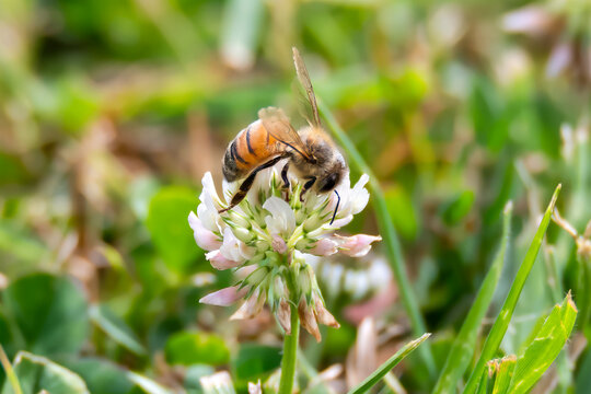 Honey Bee in the white clover