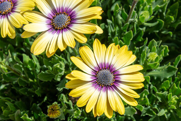 Osteospermum Blue Eyed Beauty flowers in the garden