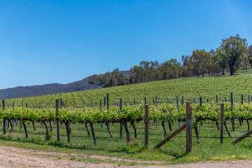 Rural countryside around Glenrowan in Victoria