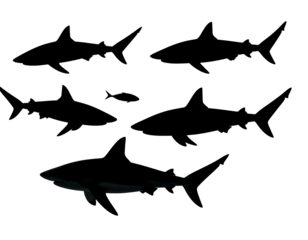 A dark silhouette of a large marine predator, likely in deep waters. The contrast highlights the creature's shape