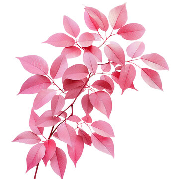 Pink Botanical Leaves Watercolor Illustration Isolated on White