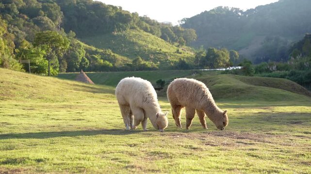 Two alpacas grazing on lawn or field meadow and valley in alpaca farm livestock and agriculture on nature park mountain and white mammals animal life in cold city farmland at Mae Hong Son in Thailand