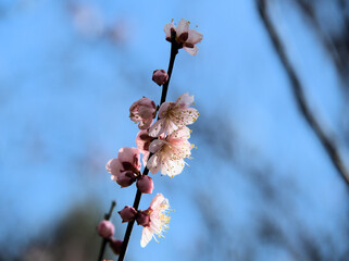 晴れた1月に咲いた紅梅「紅冬至（コウトウジ）」