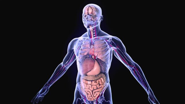 Human body anatomy with visible organs and skeletal system