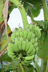 Fresh green banana on the tree. Close up detail of green banana