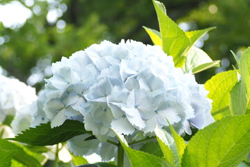 植物　自然　花　夕方