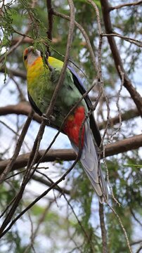 Rosella bird (Platycercus eximius), colorful parakeet, perched on a branch biting the leaves