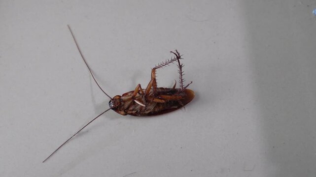 Cockroach Struggling on Floor After Pest Control