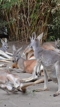 group of kangaroos resting and eating