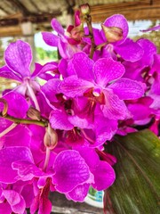 Closer-shot of an orchid flower