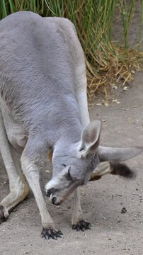 kangaroo mother scratching her ears