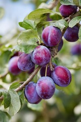 Ripe purple plums hanging on a plum tree branch, vertical