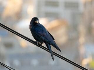 Obraz premium 電線に止まるカラス