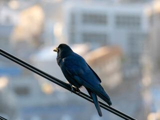 Obraz premium 電線に止まるカラス